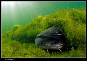 Catfish :-D by Daniel Strub 